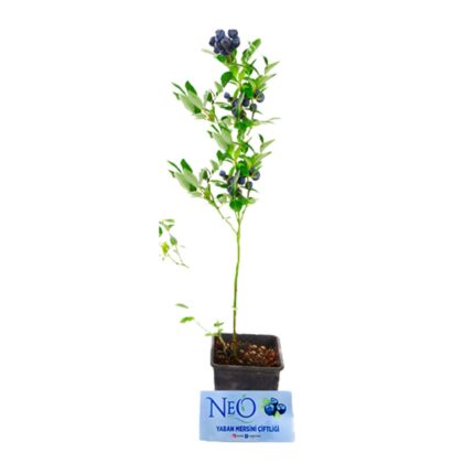 Yaban Mersini Fidan (Blueberry) 3.5 Yaş