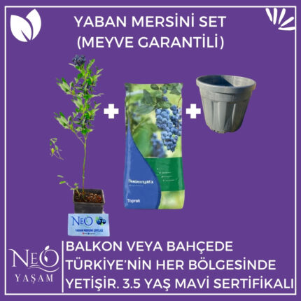 Yaban Mersini Fidan (3.5 Yaş) + Toprak (25Lt)+ Saksı (25Lt)