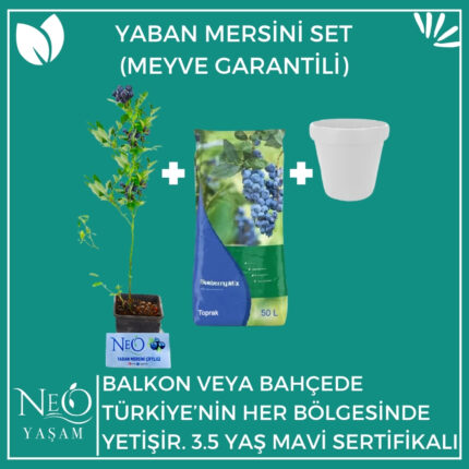 Yaban Mersini Fidan (3.5 Yaş)  + Toprak (50 Lt) + Saksı (50Lt)